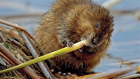 Muskrat | rodent | Britannica