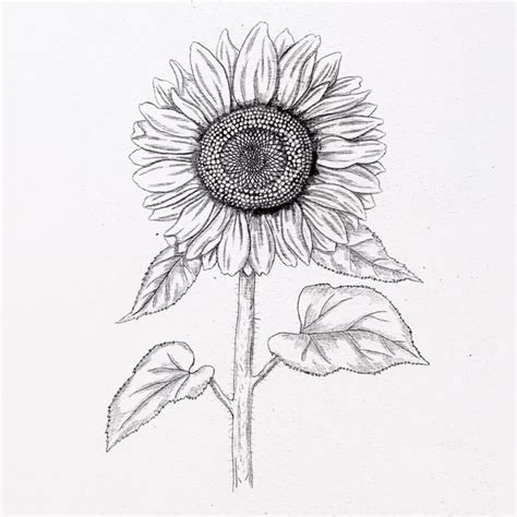 How to Draw a Sunflower (very realistic) 🌻