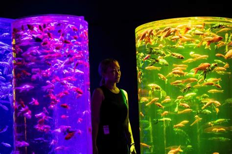 Inside Tokyo's Art Aquarium with 30,000 goldfish | Entertainment-photos ...