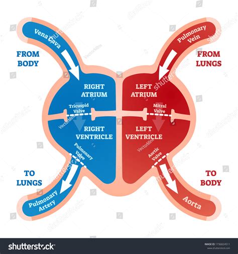 Heart And Lungs Diagram