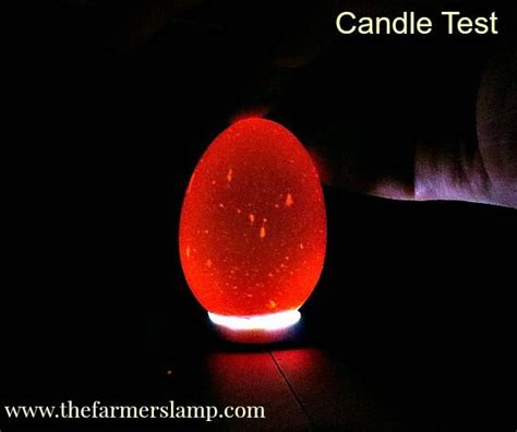 chicken-candling-test | Backyard chicken farming, Chickens backyard ...