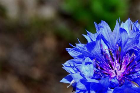 How the Cornflower Became a Beloved National Symbol of Germany