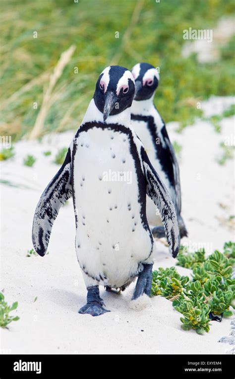 African penguins from the Boulders Beach Penguin Colony, on land in ...