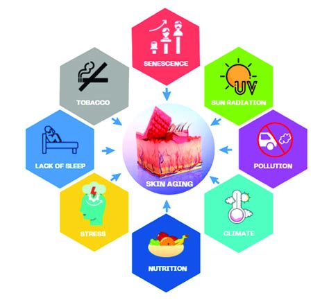 Driving factors of skin aging. | Download Scientific Diagram