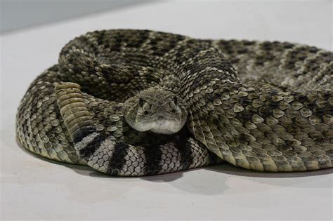 South Texas snake handler dies from snakebite during festival