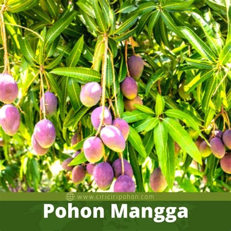 Cara Menanam Pohon Mangga Dengan Mudah Hingga Panen - Ciriciripohon.com