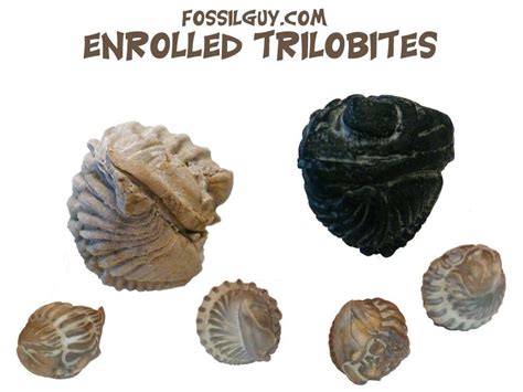 Trilobite Fossil Gallery: Facts and Information about Trilobites ...