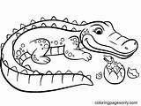 Alligator Coloring Pages  Free Printable sketch template