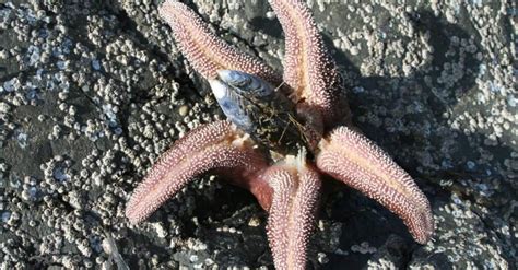 What Do Starfish Eat In The Ocean? - Aquariumia