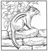 Backyard Animals And Nature Coloring Books Free Pages  HubPages sketch template
