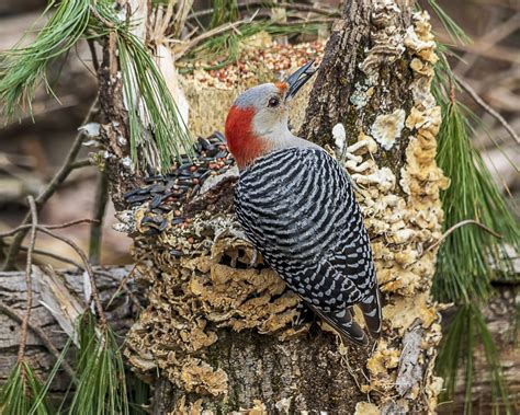 Red-bellied Woodpecker | Great Bird Pics