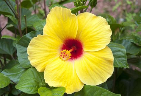 Growing Hibiscus flower | How to Grow Tropical Hibiscus | Hibiscus care ...