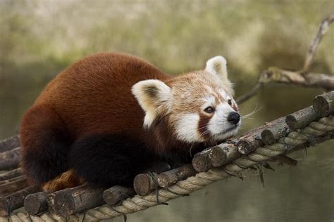 File:Red Panda.JPG - Wikipedia, the free encyclopedia