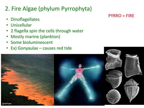 Kingdom Protista Most UNICELLULAR, some MULTICELLULAR EUKARYOTIC - ppt ...