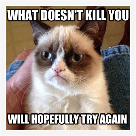 What Grumpy Cat Can Teach You About SEO - True Stories