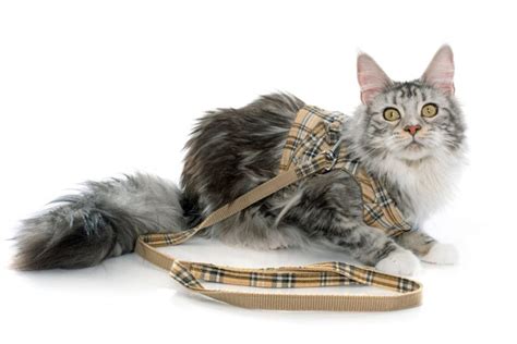 Best Cat Harnesses & Leashes [To Prevent Escapes]