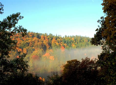 Autumn,fog,landscape,forest,sun - free image from needpix.com