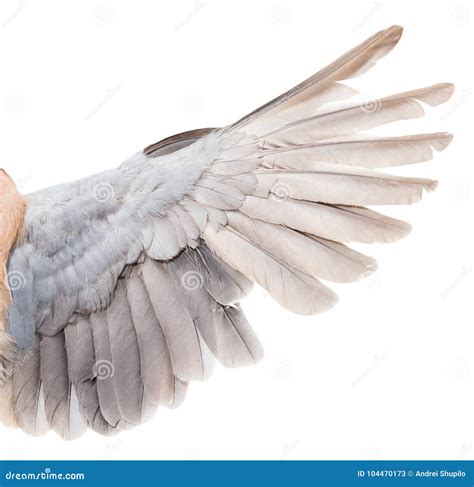 Wing Dove on White Background Stock Image - Image of bird, nature: 104470173