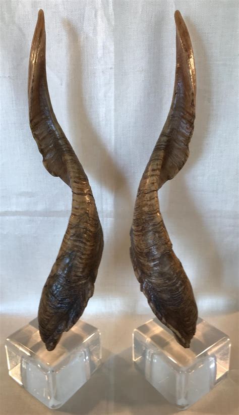 Pair of Vintage Taxidermy Markhor Goat Horns at 1stDibs | markhor horns for sale, markhor ...