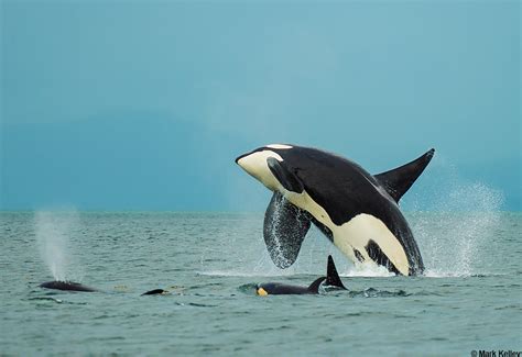 “Orca Breach” – Photo Art Print P221 | Mark Kelley