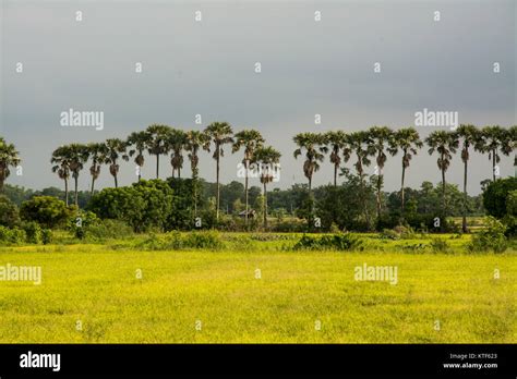 landscape of sugar palm tree in Thailand Stock Photo - Alamy