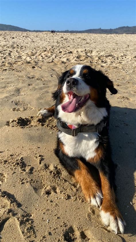 7 Dogs That Look Like St. Bernard's | Dogs, Burmese mountain dogs, Beautiful dogs