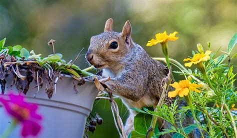 Keeping Squirrels Out Of Garden Pots | Fasci Garden