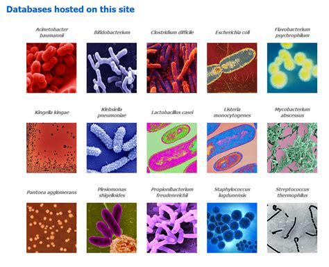 Sylvain Brisse - Genomic and nomenclature databases of pathogenic bacterial strains - Research ...