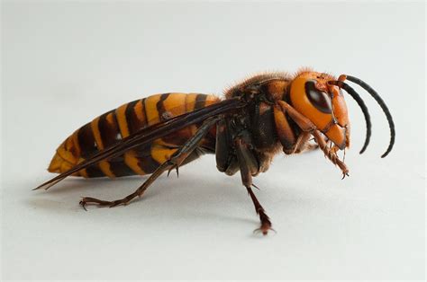 They’re ‘Asian Giant Hornets’ Not ‘Murder Hornets’ – Our Insect Expert Says That Matters | Texas ...