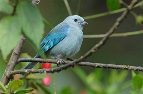 Blue-gray Tanager | Bellevue SDA Church