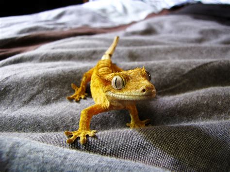 17 Pets You Can Legally Own That Look Like Dragons - PetHelpful