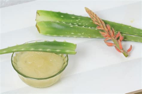 Dhandev global Group Aloe Vera Pulp, Pack Size: 50 Kg., for Parlour, Rs 30000 /ton | ID: 11439788155