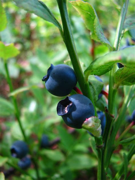 File:Vaccinium myrtillus Borówka czarna.jpg - Wikimedia Commons