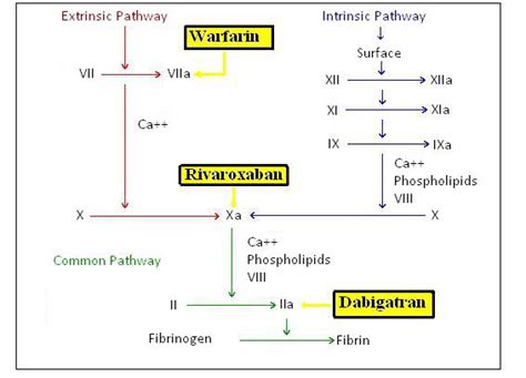 Rivaroxaban Mechanism Of Action