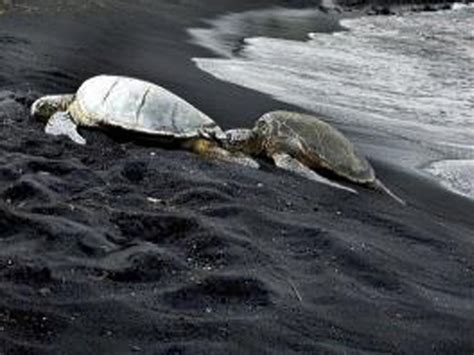 Hilo Guided Black Sand Beach Shore Snorkel Excursion - Hilo Excursions