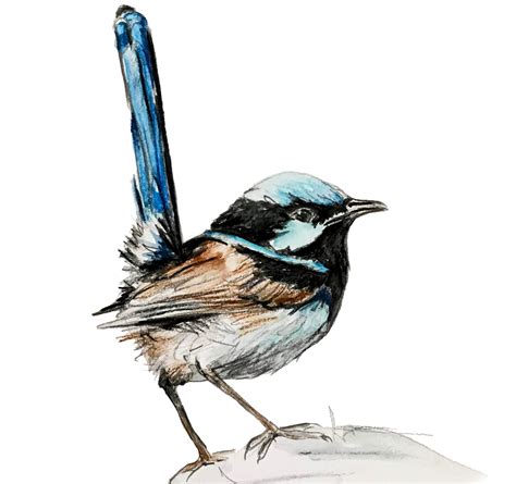 Hand Drawn Blue Wren Drawing Print. Australian Native Bird - Etsy Australia