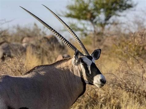 8 of The Biggest African Animals with Horns - 10Largest