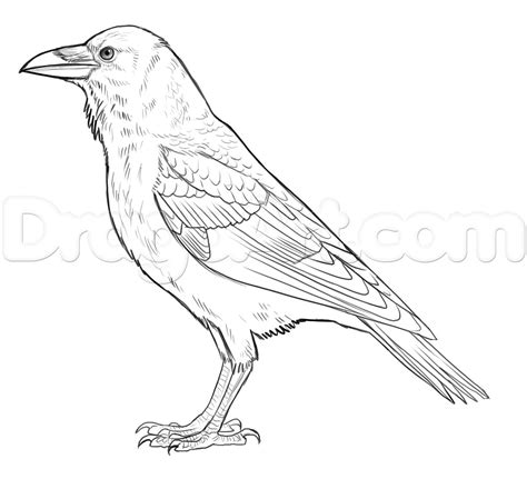 Simple Raven Drawing Images & Pictures - Becuo | Bird drawings, Crows ...