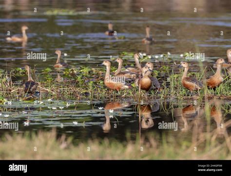 Lesser whistling duck.The lesser whistling duck, also known as Indian whistling duck.whistling ...