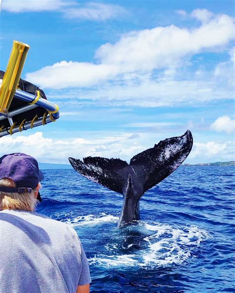 Ultimate Whale Watch and Snorkel | Best Maui Whale Watch Tours