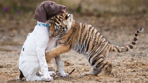 Download Baby Animal Love Hug Dog Tiger Animal Cute 4k Ultra HD Wallpaper