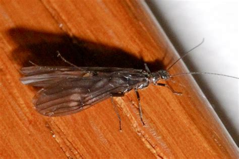 Plecoptera - BugGuide.Net