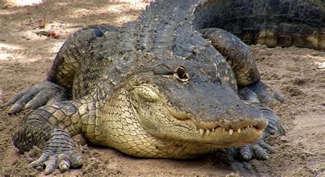 Alligator hunt begins in Florida - Sun Sentinel