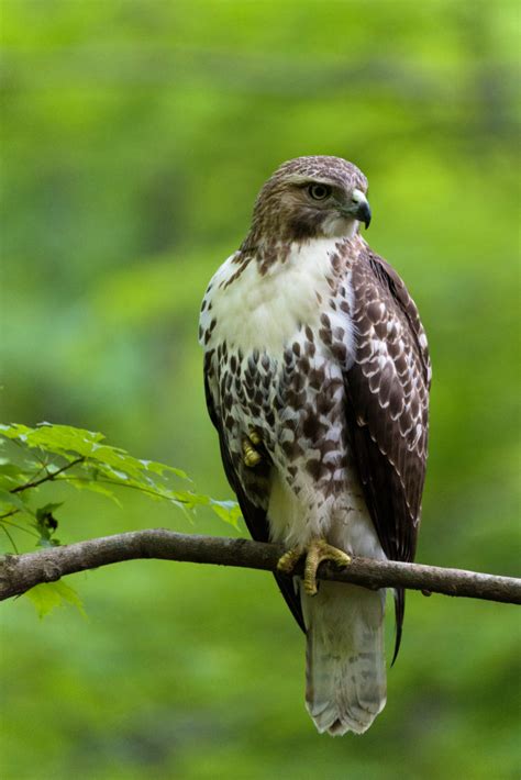 Hawk Perched in Tree Royalty-Free Stock Photo