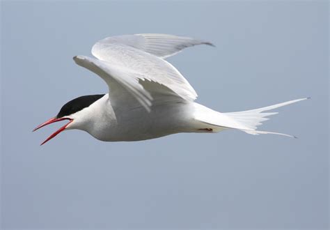 arctic tern, Arctic, Tern, Bird Wallpapers HD / Desktop and Mobile ...