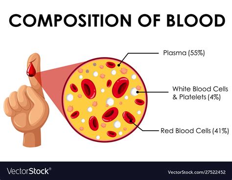 Diagram showing composition blood Royalty Free Vector Image