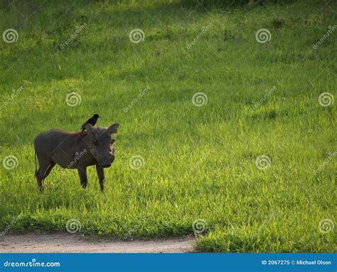 Coexistence stock image. Image of africa, birds, boar - 2067275