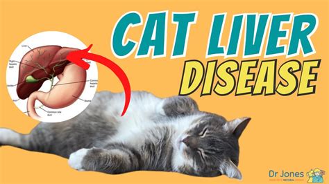 Liver Disease In Cats: Hepatic Lipidosis - YouTube