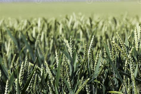 farming for growing wheat and harvesting grain 9405517 Stock Photo at ...