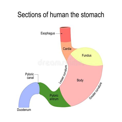 Gedetailleerd Diagram Van De Structuur Van Binnenuit Van De Maag Vector ...